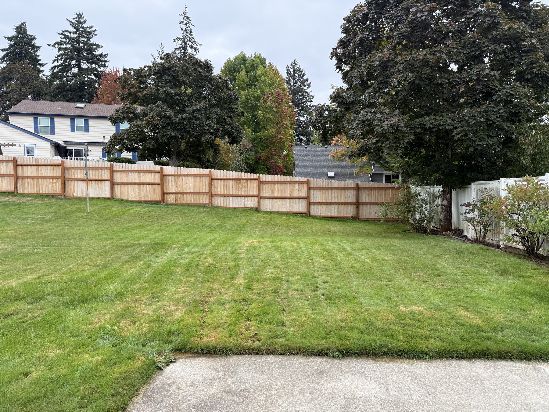 Fenced backyard lawn