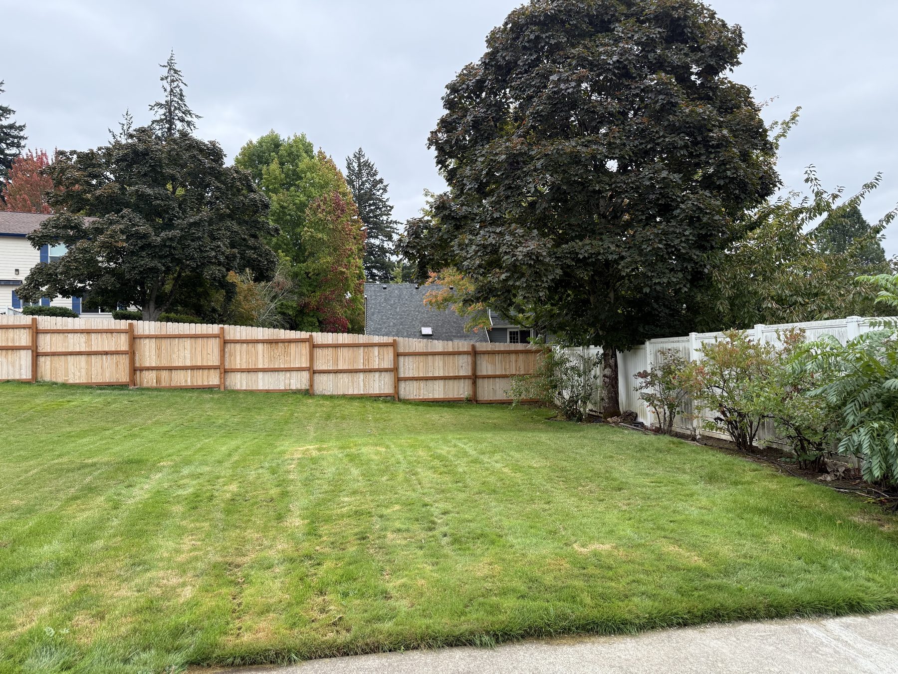 Backyard with trees and fence